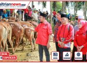 Said Abdullah Salurkan 298 Sapi Kurban untuk Masyarakat Madura Jelang Iduladha 1447 H