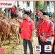 Said Abdullah Salurkan 298 Sapi Kurban untuk Masyarakat Madura Jelang Iduladha 1447 H