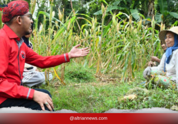 Petani Tembakau Sumenep Mulai Musim Tanam 2026, Bupati Fauzi Tegaskan Komitmen Pendampingan